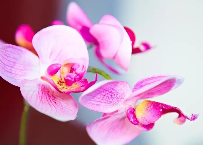 阿尔特斯施罗尔酒店 2* Westerkappeln